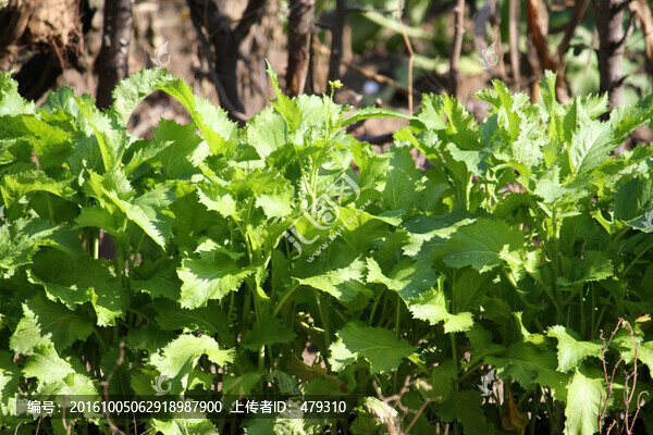 白菜,蔬菜