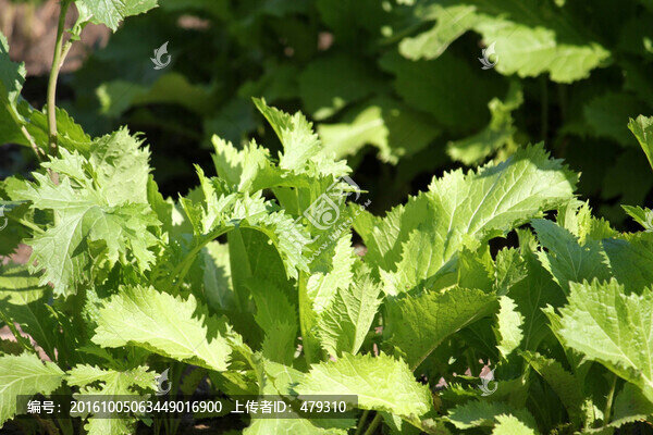 白菜,蔬菜,菜園,小白菜