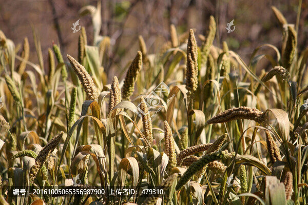 秋天的田野,秋草,草,田園風(fēng)光