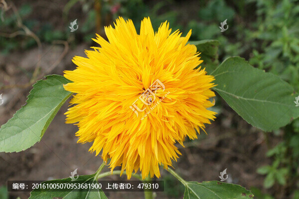 花卉,太陽(yáng)花,鮮花,花卉植物組