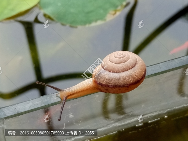 小蝸牛