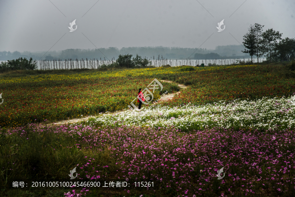 花海游人藍(lán)天
