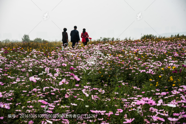 游人花海