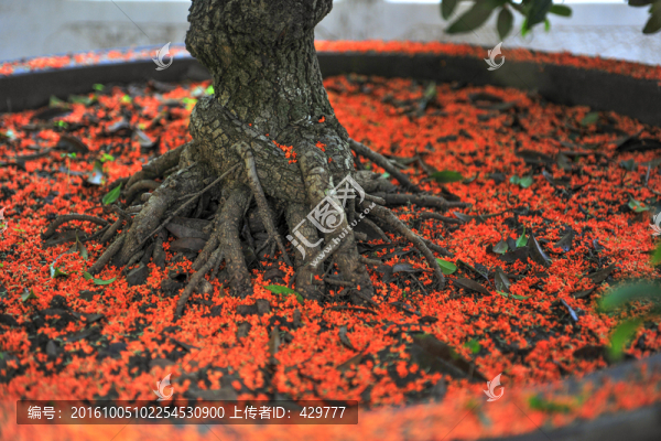 桂花,桂花樹