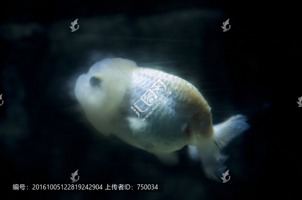 寶寶魚
