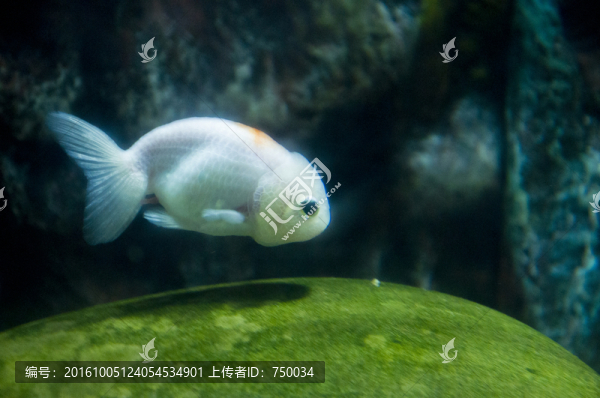 白色小金魚