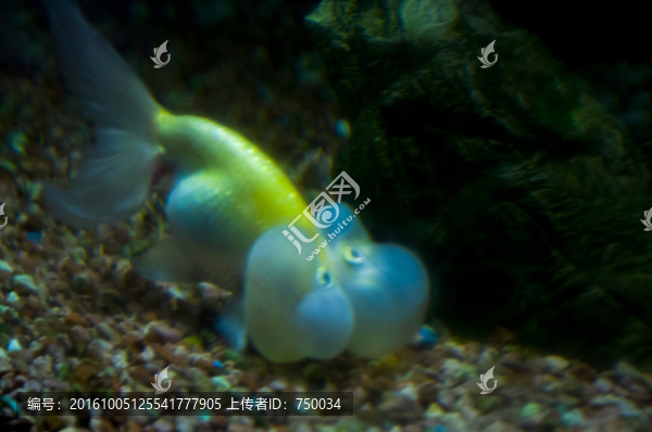 金魚攝影圖
