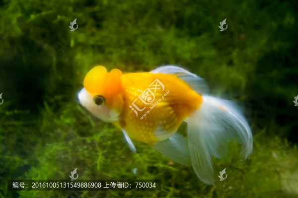 金魚