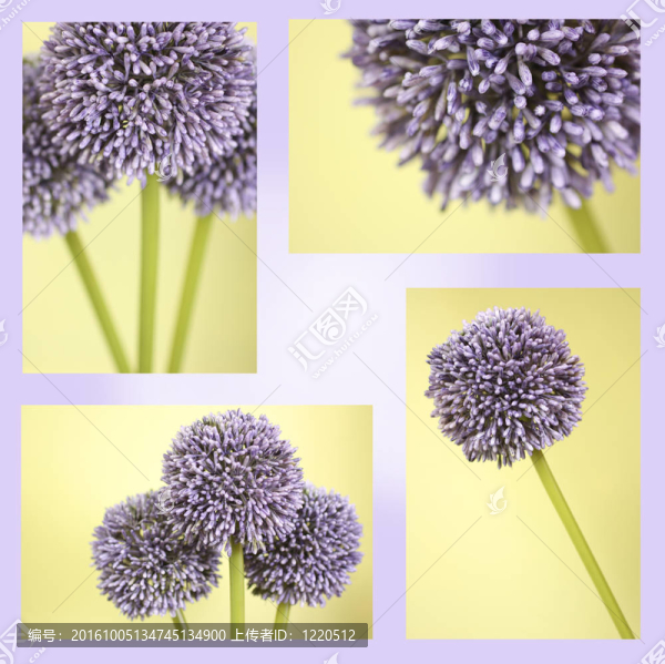 紫色的別的什么花的蒙太奇