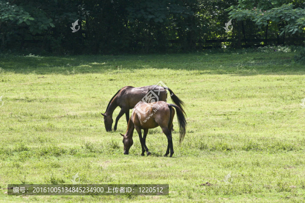 兩匹馬放牧