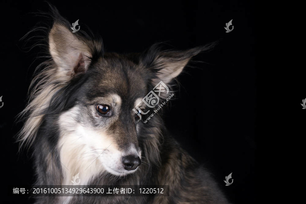 細心的狗