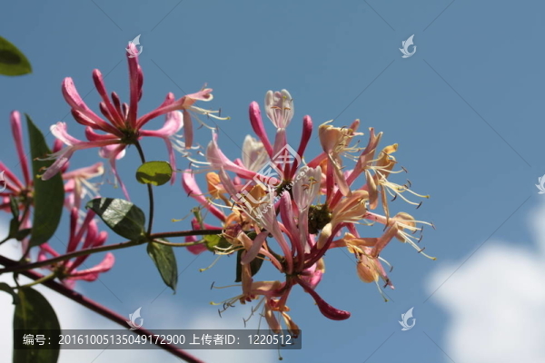 金銀花