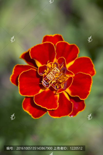 紅色的花