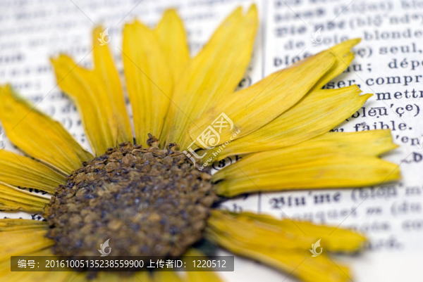 花的字典