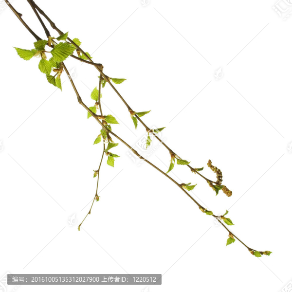 白色背景上分離的葉子