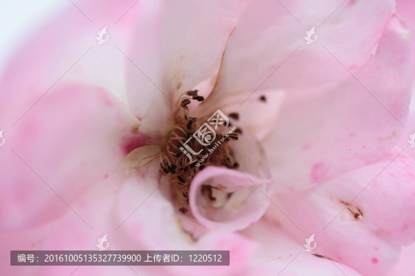 粉紅色的玫瑰