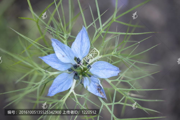 藍(lán)色的黑種草黑種草