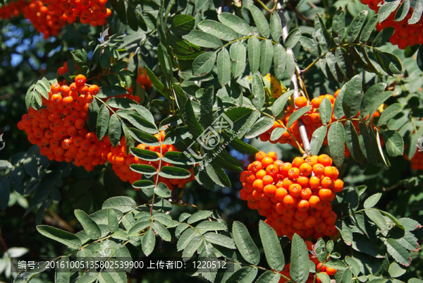 Rowan,01