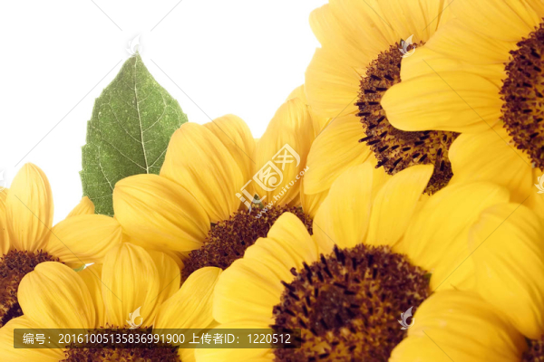 白色背景上美麗的黃色向日葵花瓣