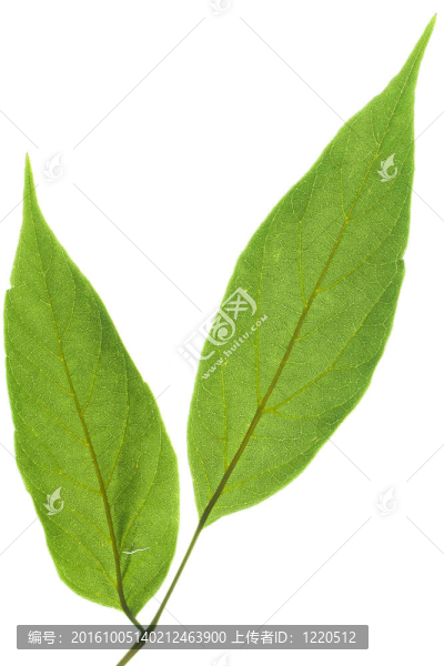 白色背景上分離的葉子