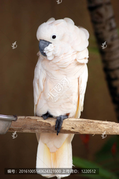 粉紅鳳頭鸚鵡