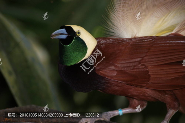 天堂的鳥-,1