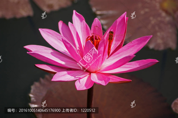 荷花蜻蜓