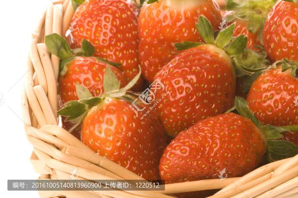 草莓離體