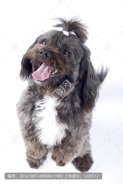 哈威那犬站在他的后腿，孤立在白色背景