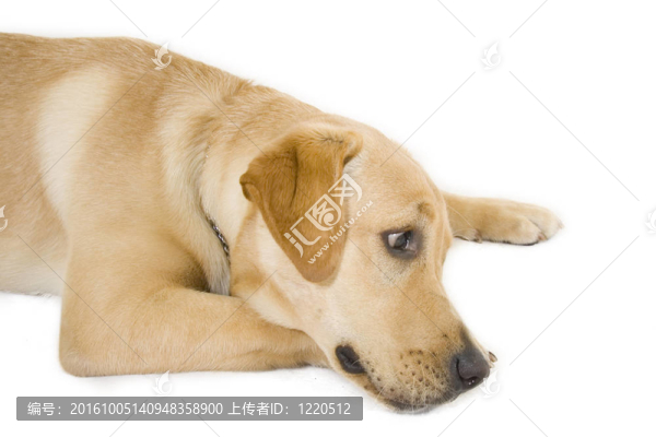 沉睡的小狗拉布拉多獵犬