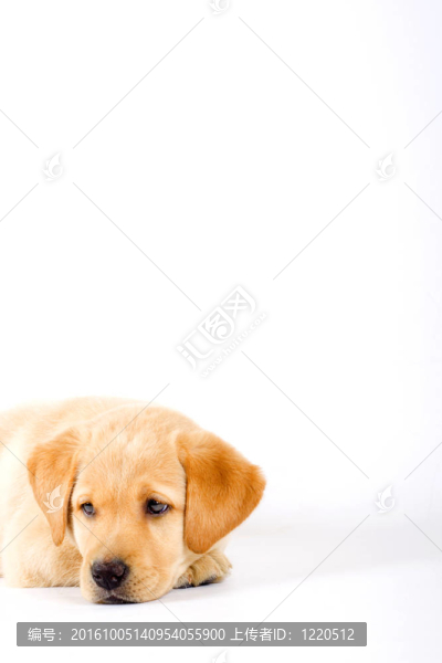 拉布拉多獵犬在白色背景與文本空間