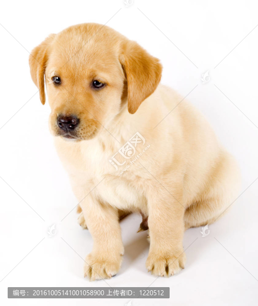 拉布拉多獵犬小狗坐在白色背景