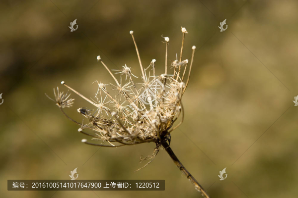 死薊