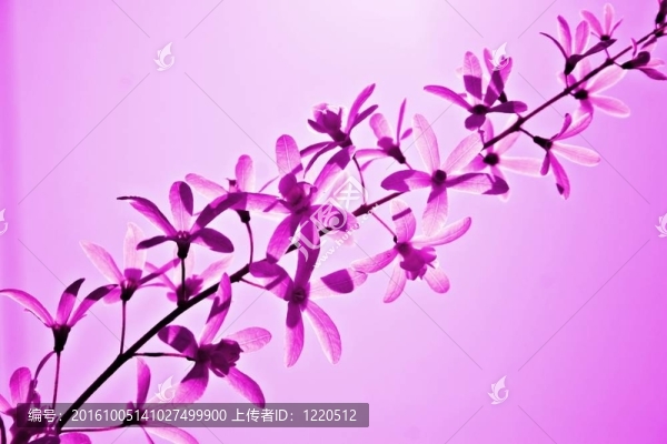 紫色的花