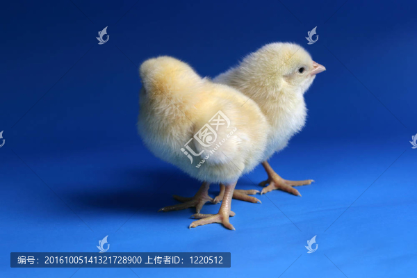 雞寶寶