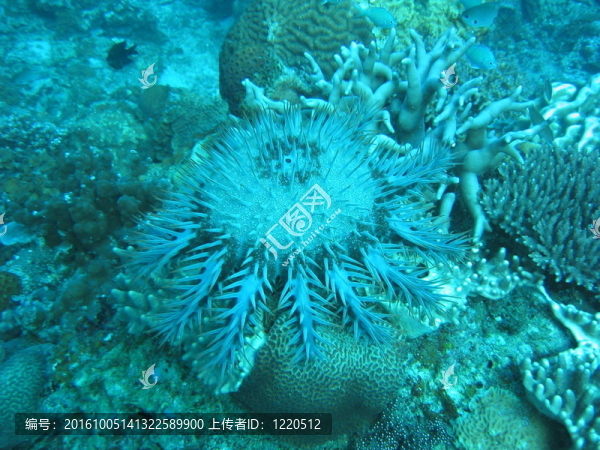 刺冠海星
