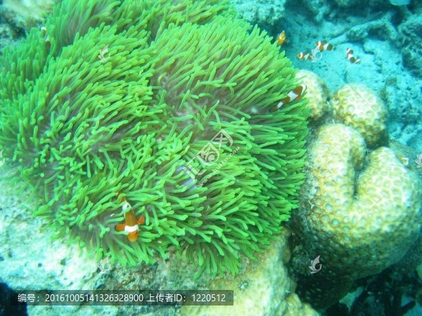 小丑海葵魚在馬來西亞水域熱浪島