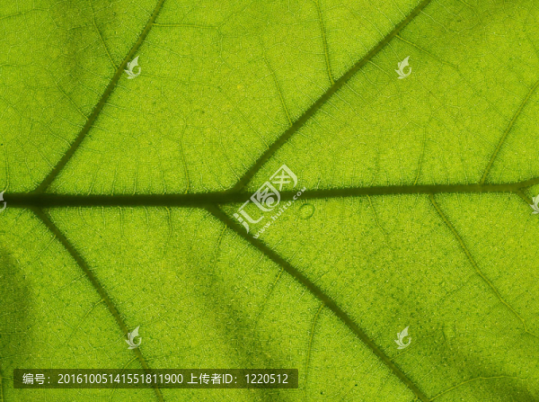 綠色的葉子紋理