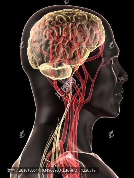 人類的大腦