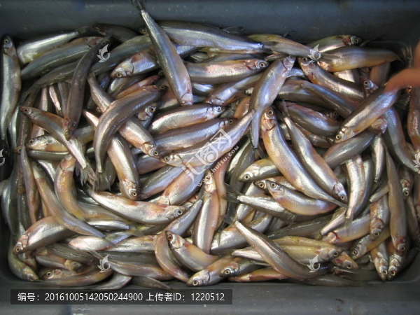 沙丁油魚