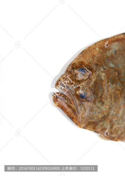 比目魚的臉