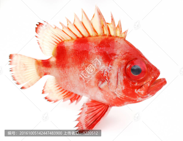 紅色的魚(yú)