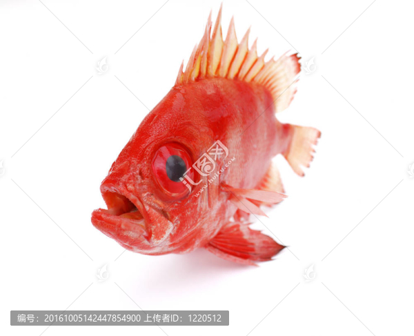 紅色的魚