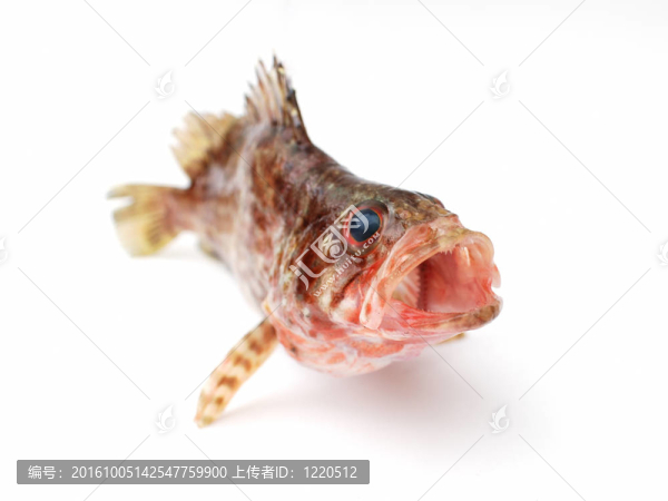 新鮮的魚(yú)