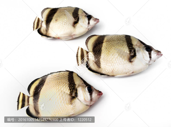 三熱帶魚
