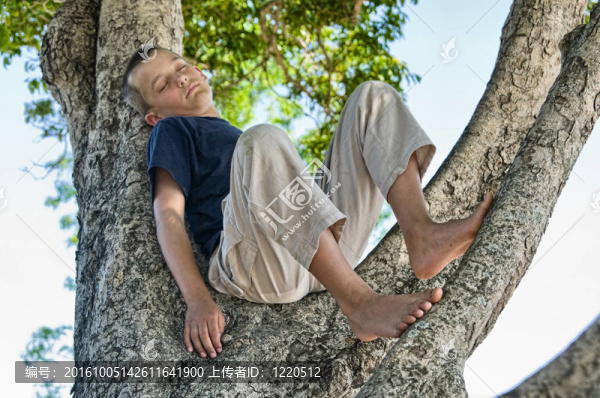 樹上的男孩