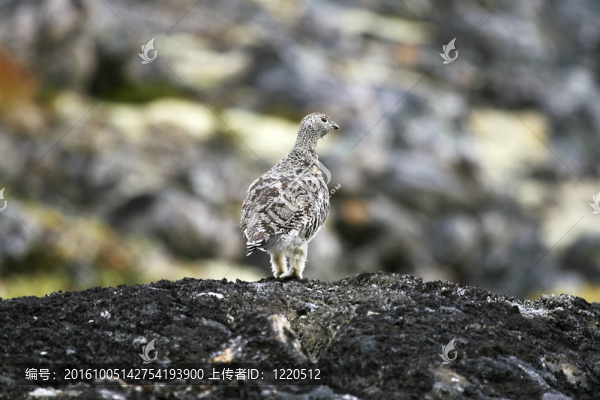 Ptarmigan（巖雷鳥）