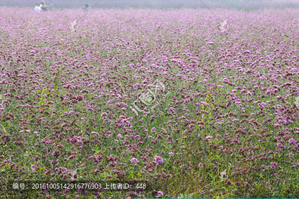 柳葉馬鞭草,紫色花海