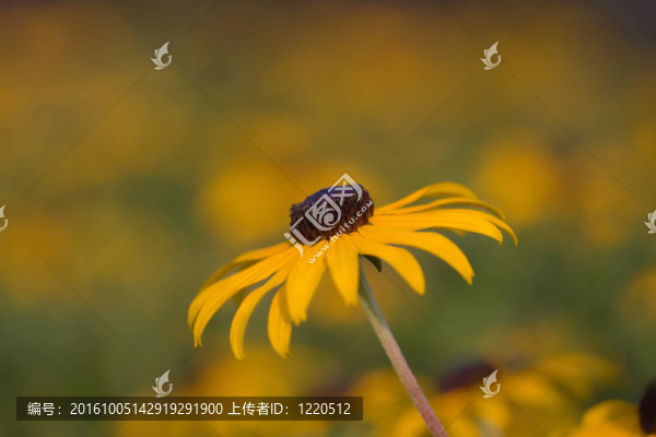 Black,eyed,Susan（Rudbeckia,hirta）