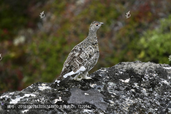 Ptarmigan（巖雷鳥(niǎo)）